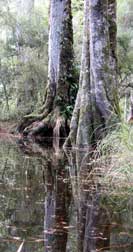 Kahikatea photo