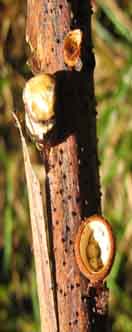 fungi photo